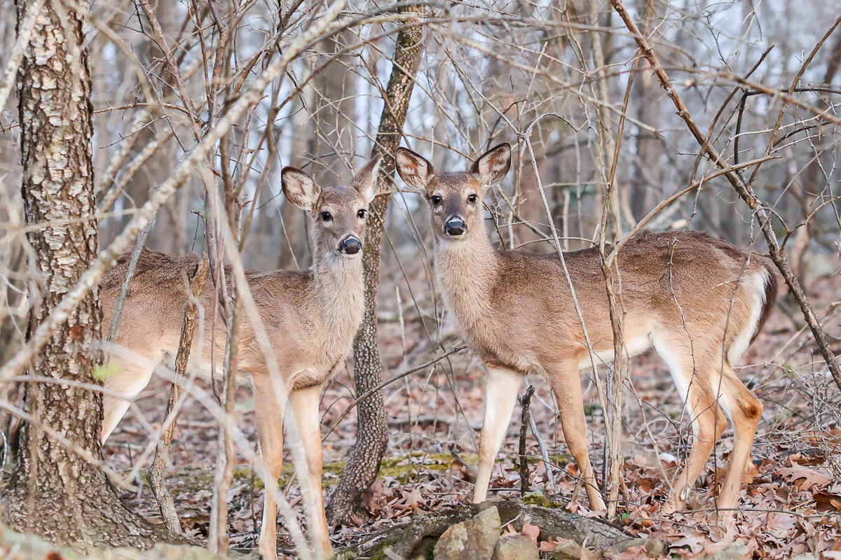 Starting a New Chapter: Why I’m Blogging Again | Life by Jessica Lynn